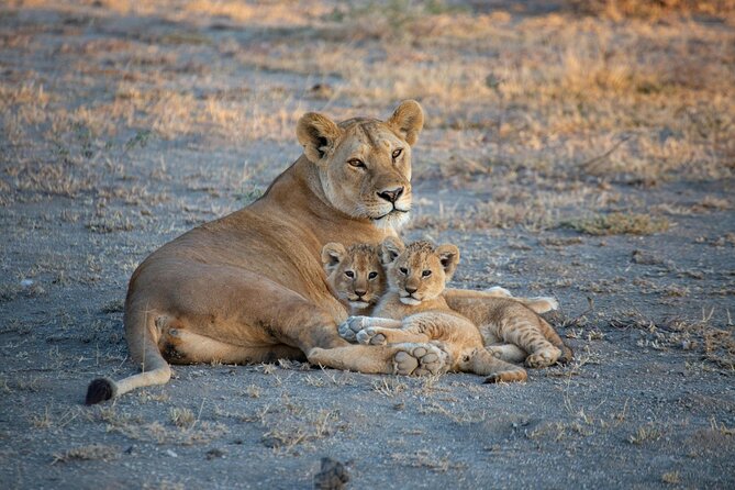 5-Day Safari Symphony: Tarangire, Serengeti & Ngorongoro Marvels - Why this five-day route works