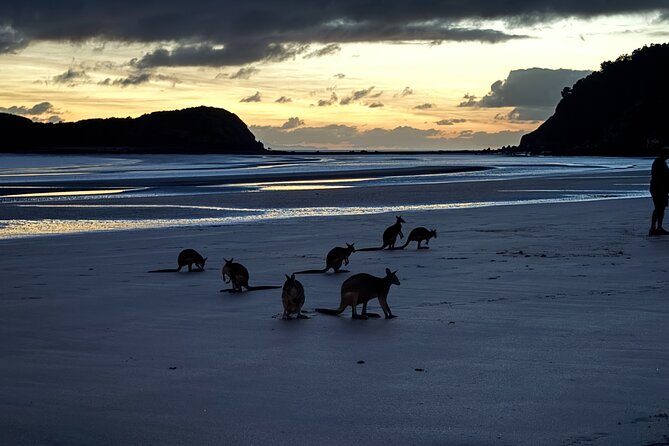 Airlie Beach: Kangaroos on the Beach at Dawn - Key points to know before booking