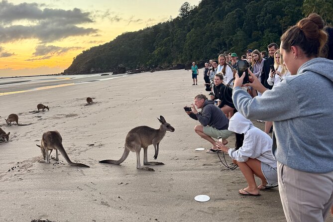 Airlie Beach: Kangaroos on the Beach at Dawn - Why the sunrise at Cape Hillsborough is worth the early alarm