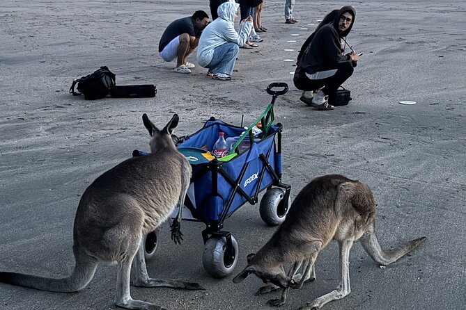 Airlie Beach: Kangaroos on the Beach at Dawn - A coffee plantation stop with local character