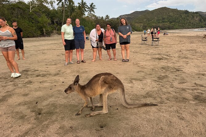 Airlie Beach: Kangaroos on the Beach at Dawn - What the $109 price includes