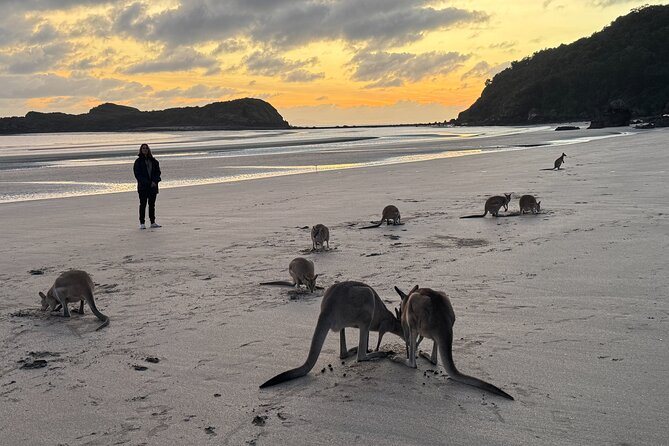 Airlie Beach: Kangaroos on the Beach at Dawn - Should you book Kangaroos on the Beach at Dawn?