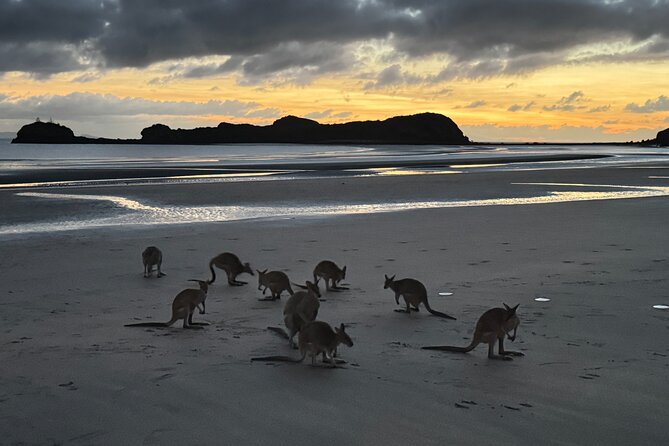 Airlie Beach: Kangaroos on the Beach at Dawn - A respectful way to watch wild animals