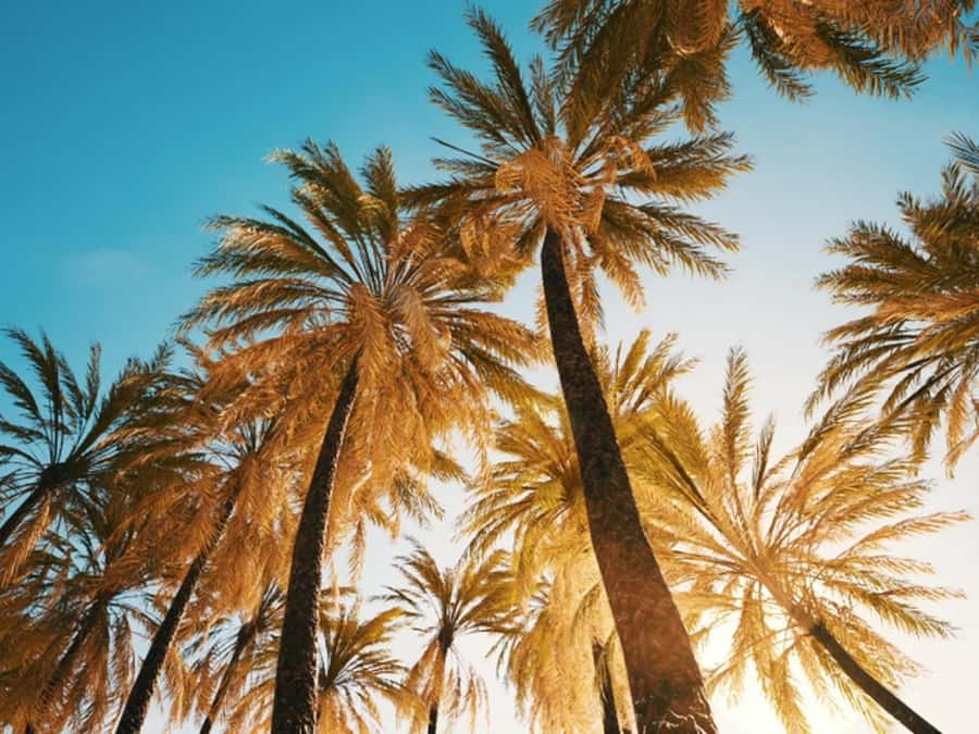 Anaheim: Hollywood Grand Tour with Hotel Pickup - Santa Monica Pier and the Pacific coast