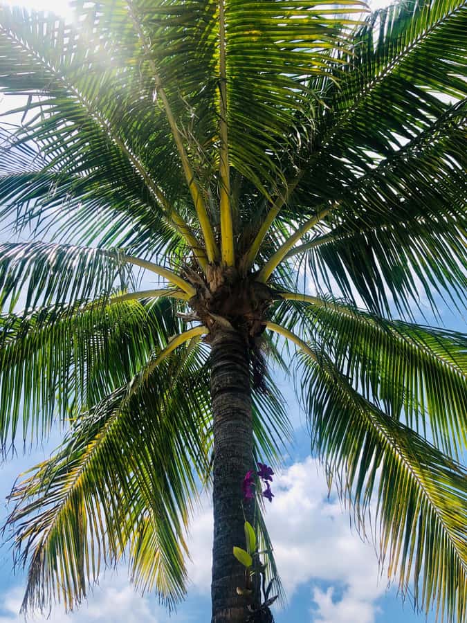Bite of the Beach, a Lauderdale by the Sea Walking Food Tour - What the $75 price really includes