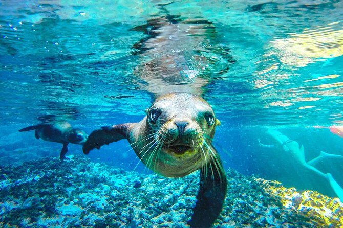 Coronado Island Adventure, snorkeling & picnic on the beach - Quick take: what matters most