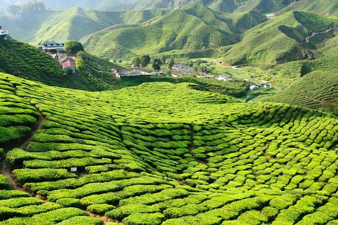 Day Trip to Cameron Highlands: Nature Escape from Kuala Lumpur - Key points to know before booking