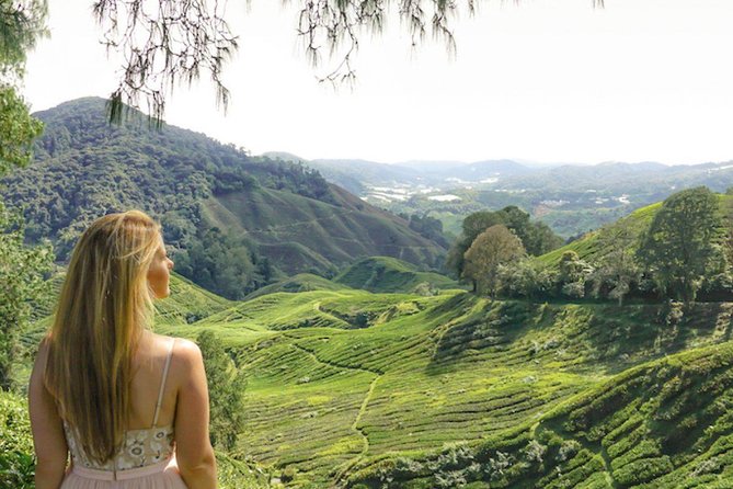 Day Trip to Cameron Highlands: Nature Escape from Kuala Lumpur - BOH Tea Estate: the reason most people make the trip