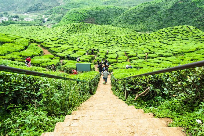Day Trip to Cameron Highlands: Nature Escape from Kuala Lumpur - Tanah Rata, Bharat Tea, and Cameron Valley