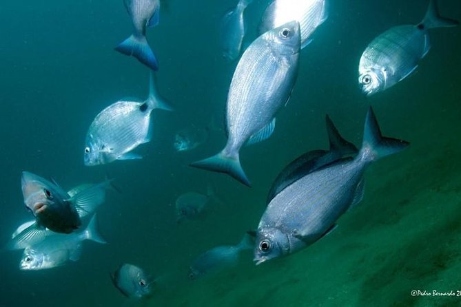 Double dive in the Algarve. Don't stop on the beach! - What the double scuba session offers