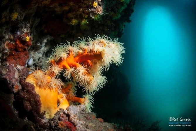 Double dive in the Algarve. Don't stop on the beach! - Marine life, rocks, and underwater plants