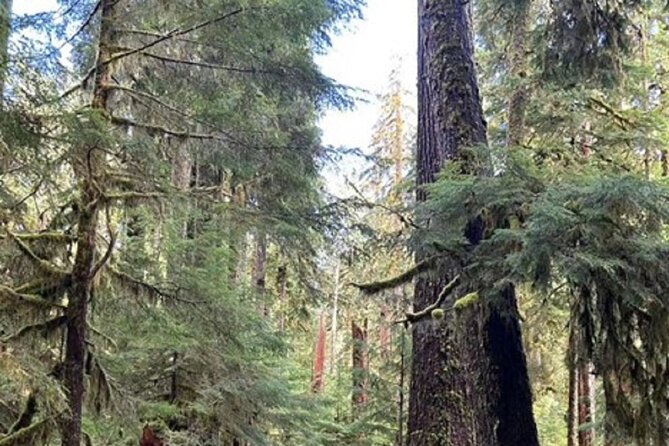 Forks Town, Twilight Movie, Olympic Small Group 1 Day Tour - Sol Duc Falls through the rainforest