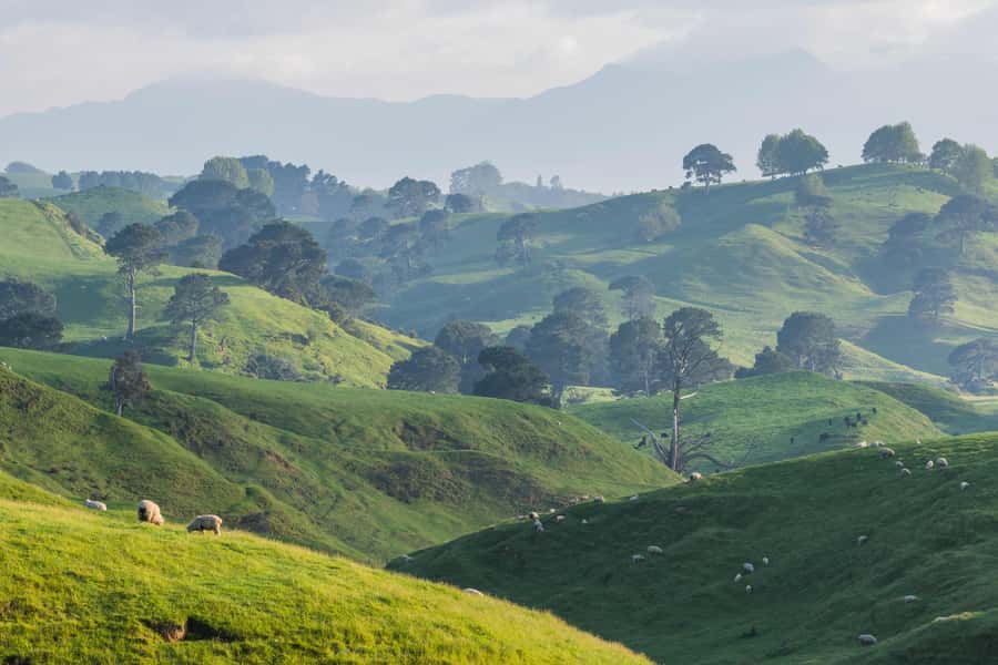 From Auckland: Hobbiton Movie Set Day Tour with Picnic Lunch - Who should book this day tour?