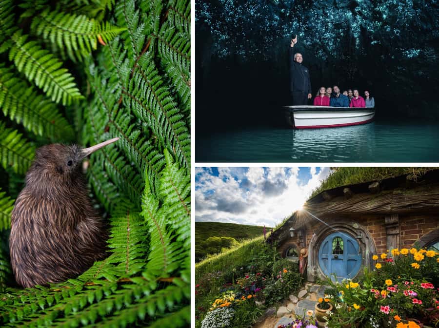From Auckland: Hobbiton, Waitomo Caves & Kiwi House Tour - Why this Auckland day trip works