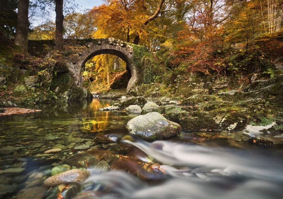From Dublin: Game of Thrones Winterfell Locations Tour - Tollymore Forest and the direwolf pups