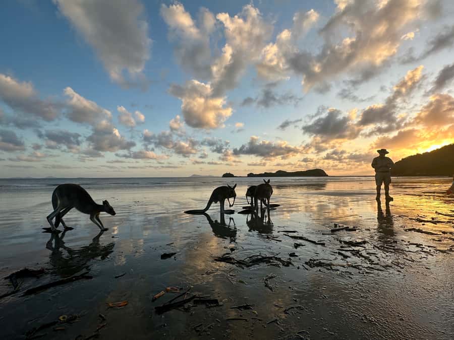 From Mackay: Wallabies on the Beach Sunrise Trip - Why the beach at Cape Hillsborough is worth a 4am start