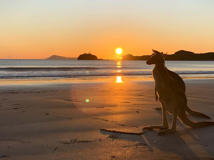From Mackay: Wallabies on the Beach Sunrise Trip - Sunrise, photographs, and the first wildlife encounter