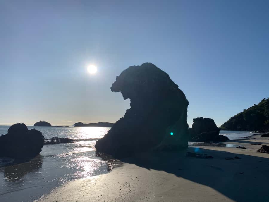 From Mackay: Wallabies on the Beach Sunrise Trip - The guided walk beyond the beach