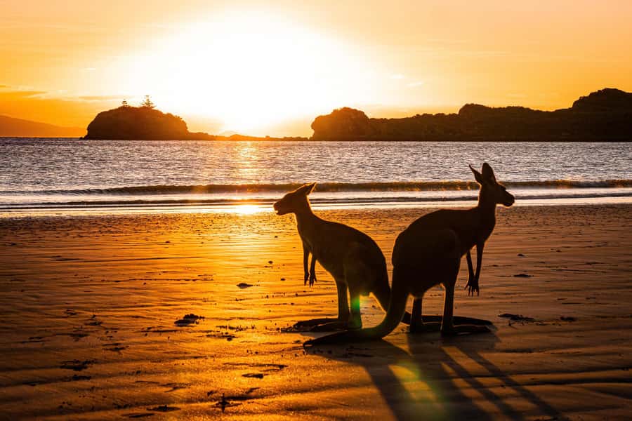 From Mackay: Wallabies on the Beach Sunrise Trip - Breakfast with an Australian touch