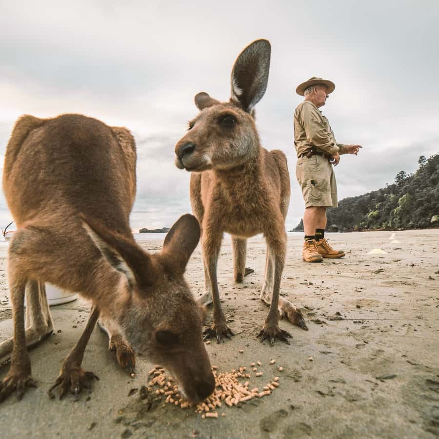 From Mackay: Wallabies on the Beach Sunrise Trip - What $91 gets you