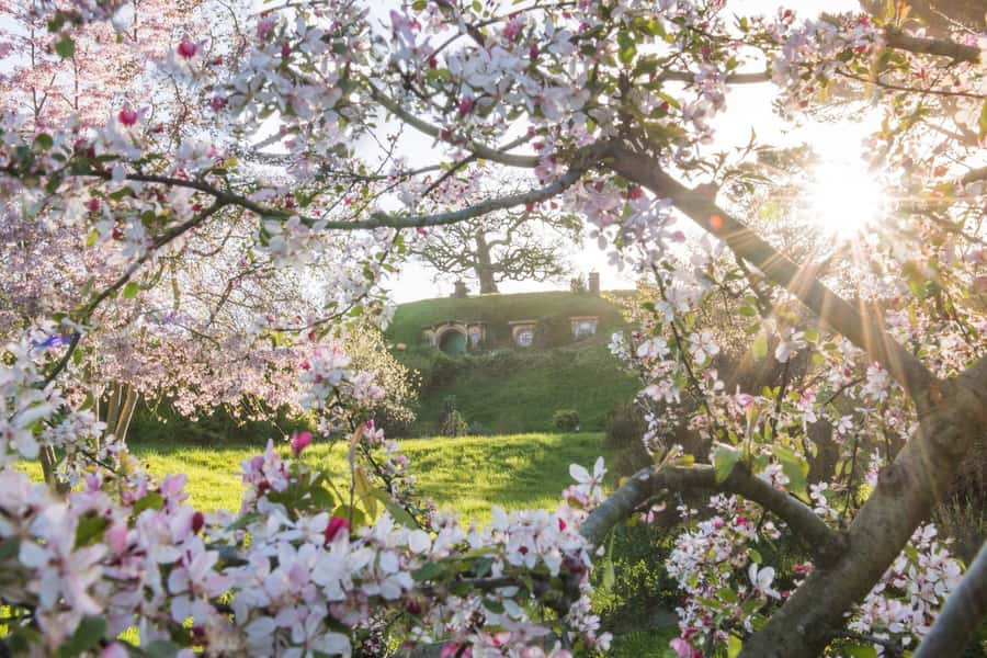 From Matamata: Guided Hobbiton Experience with Bus Transfers - Is the $71 price good value?