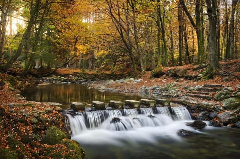From Newcastle: Game of Thrones Tollymore Forest Trek - Walking into the Wolfswood
