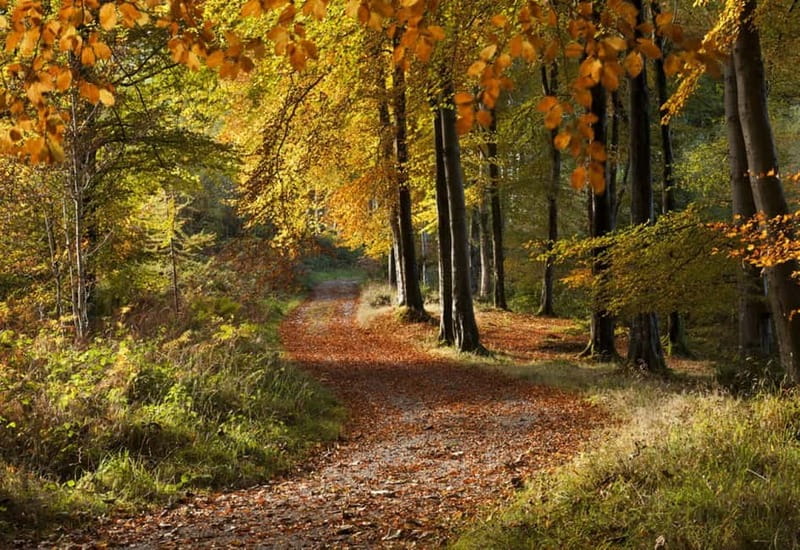 From Newcastle: Game of Thrones Tollymore Forest Trek - The wildling pit and the show’s first scene