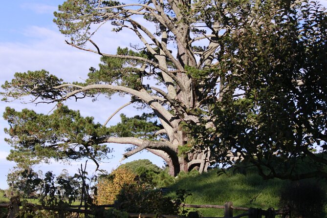 Hobbiton Afternoon Tour in Luxury Minibus from Auckland - Two hours among Hobbit holes and film locations