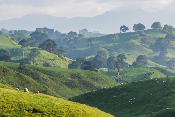 Hobbiton Movie Set Small Tour from Auckland - A full day from Auckland to Middle-earth