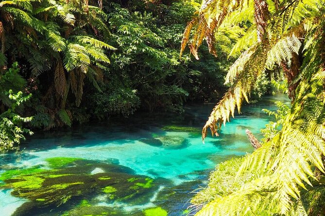Hobbiton Movie Set Tour to Blue Springs and Mineral Spa - The return drive and the true cost of the day