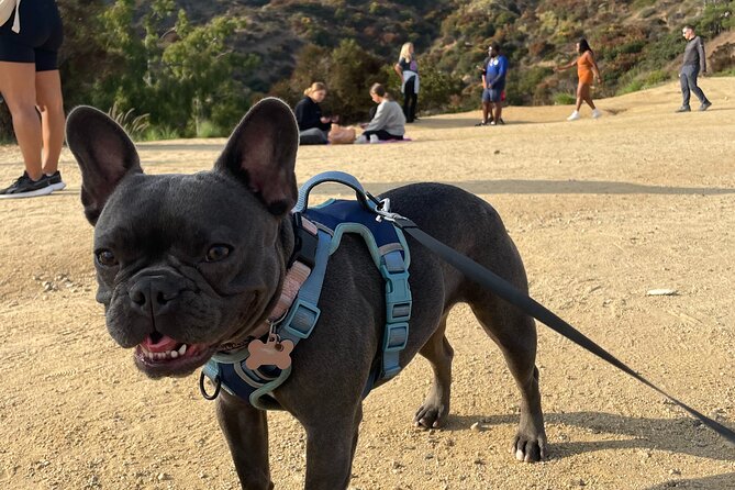 Hollywood Sign 2.5-Hour Tour with Comedians and Their Dogs - How Hard Is the Hike?