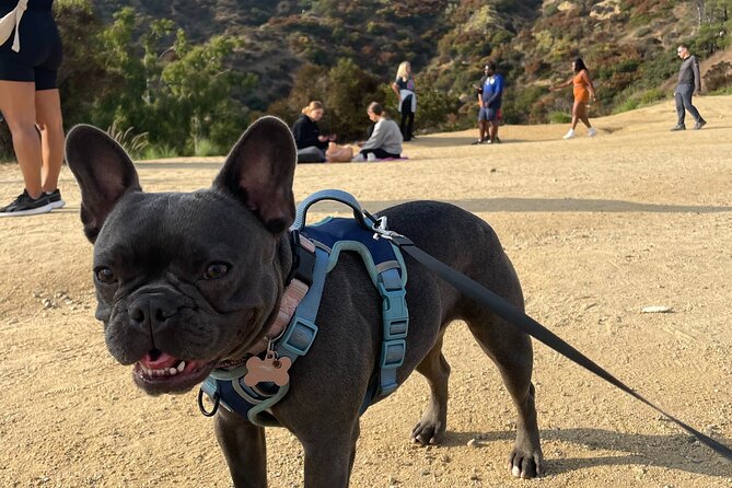 Hollywood Sign Express Tour with Comedians and Their Dogs - Stop one: the hike through Griffith Park