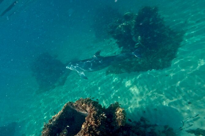 Hollywood Snorkel, Kayak & Paddleboard with Reefs and Sculptures - Camila and Thiago set the tone