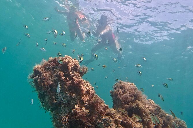 Hollywood Snorkel, Kayak & Paddleboard with Reefs and Sculptures - Snorkeling with equipment prepared for beginners