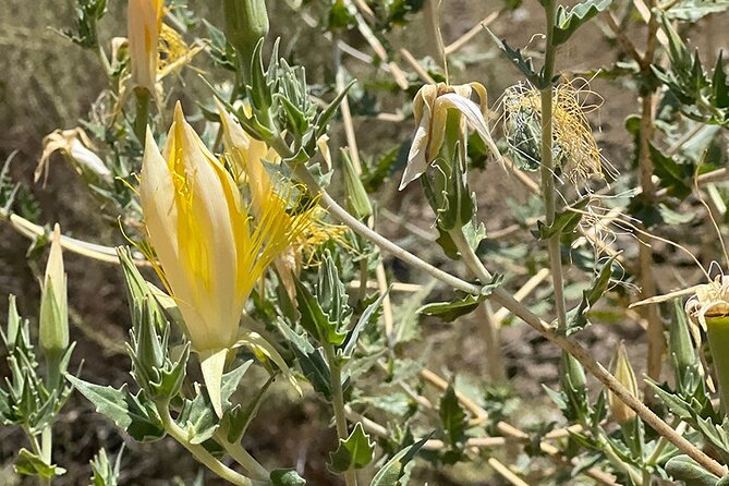 Holy Biodiversity, Batman! A Naturalist's "Batcaves" Tour - The trail to the Bronson Caves