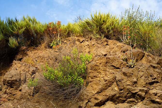 Holy Biodiversity, Batman! A Naturalist's "Batcaves" Tour - What to bring for the Bronson Caves route
