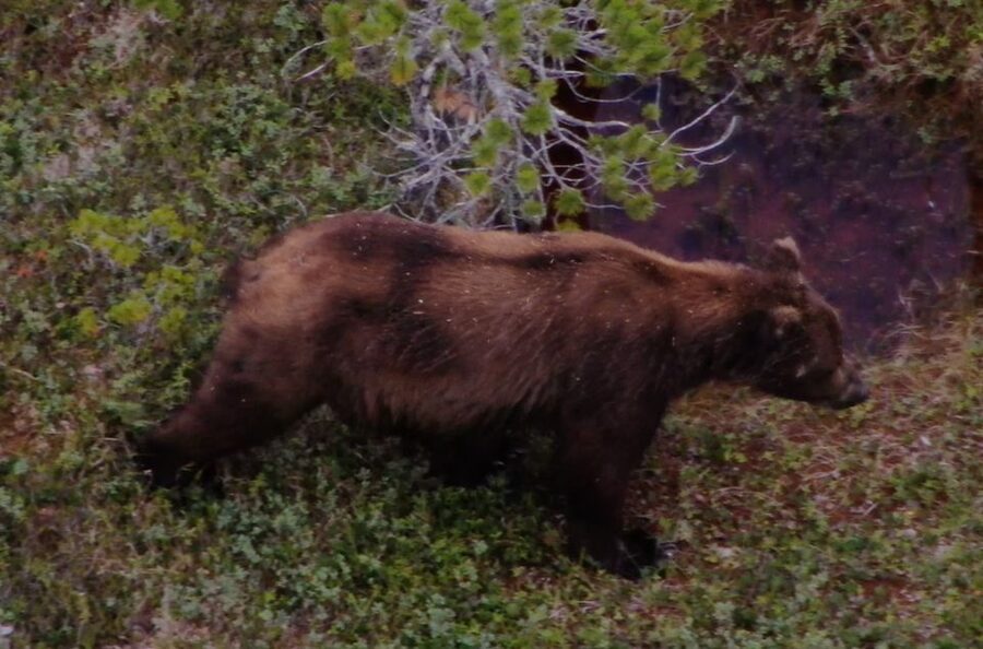 Hoonah: Icy Strait Whale Watch with Drone Filmography - Key points to know before you book