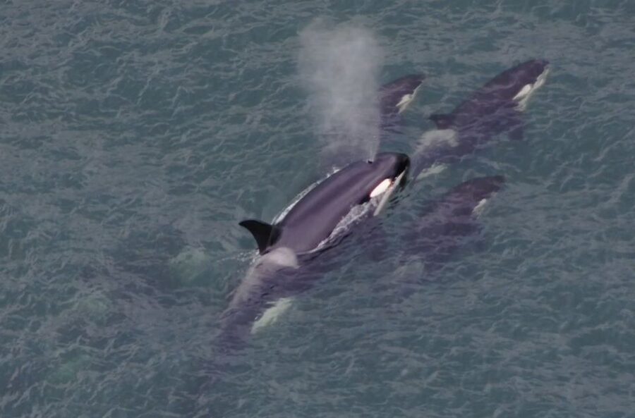 Hoonah: Icy Strait Whale Watch with Drone Filmography - Practical timing and what to bring