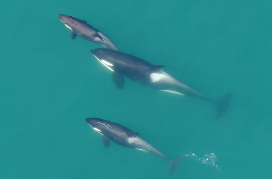 Hoonah: Icy Strait Whale Watch with Drone Filmography - Three hours among whales and inland waters