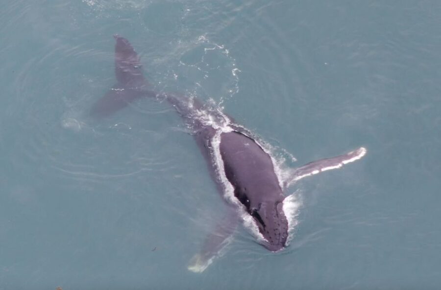Hoonah: Icy Strait Whale Watch with Drone Filmography - Humpbacks, bubble feeding, and the patience factor