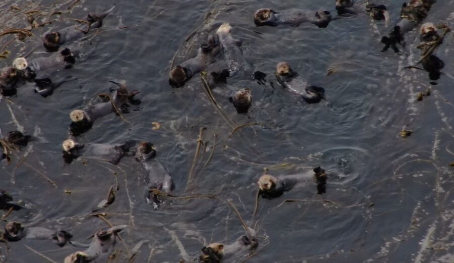 Hoonah: Icy Strait Whale Watch with Drone Filmography - The rest of the wildlife menu