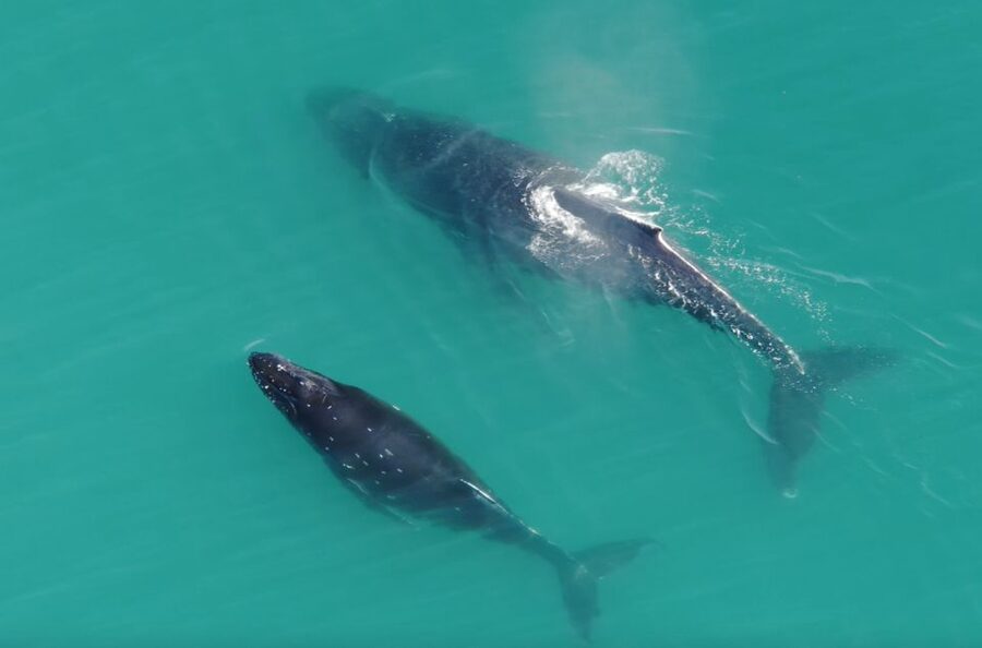Hoonah: Icy Strait Whale Watch with Drone Filmography - Is $255 a fair price?
