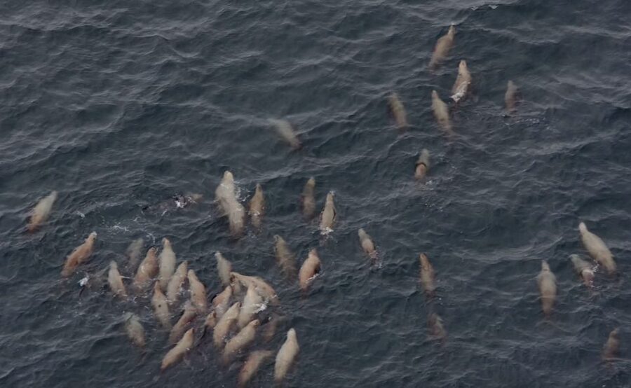 Hoonah: Icy Strait Whale Watch with Drone Filmography - Who will enjoy this outing most?