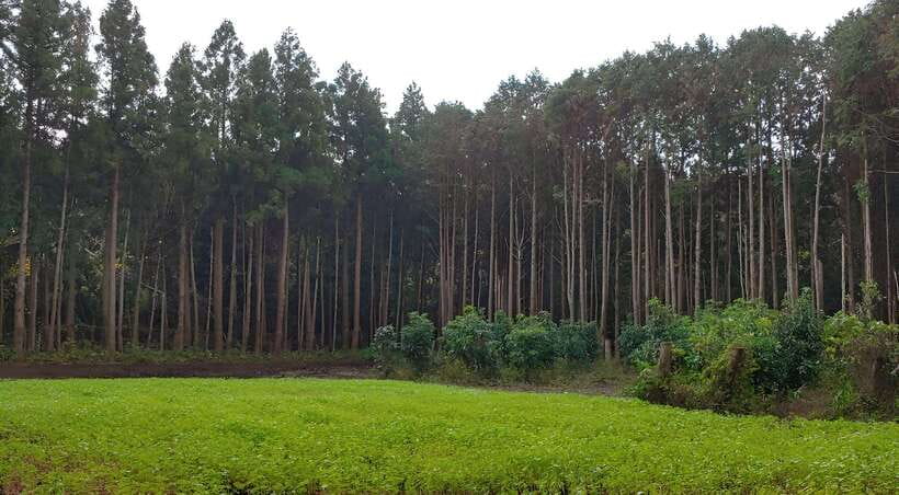 Jeju East: K-Drama Filming Spots Tour with Hotel Pickup - Ilchul Land and Micheon Cave
