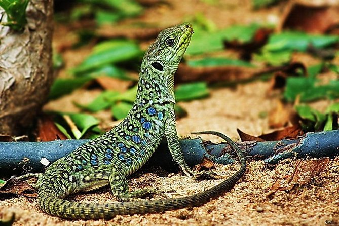 Jurassic Hiking tour to footprints of dinosaur in Espichel Cape - The value of $94.92 per person