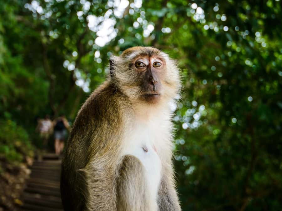 Krabi: James Bond Island Tour & Phang Nga by Longtail Boat - The waterfall is the day’s biggest gamble