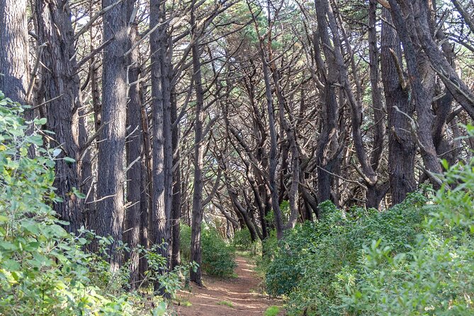 Lord of The Rings Full Day locations tour incl Weta & keepsake - Key things to know before booking