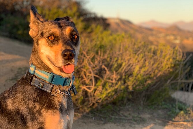 Los Angeles: Hollywood Sunset Walking & Hiking Tour - Small groups and the $19 price
