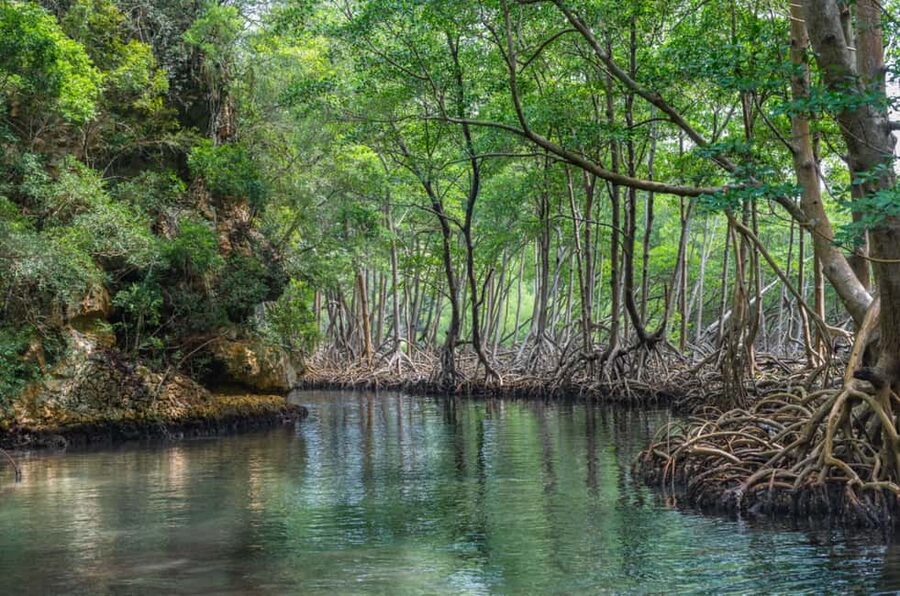 Los Haitises: Boat + Lunch at the beach & Natural pools - Cueva de la Linea and Taino art