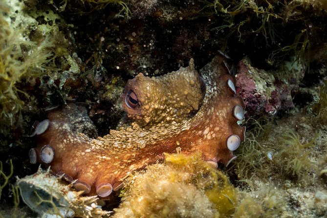 Mallorca: Discover Scuba Diving from the beach - What happens before you enter the water